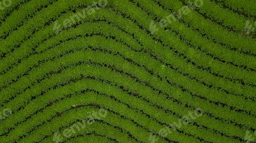 Preview: Aerial view of green tea plantation ecological tea garden green tea plantation.