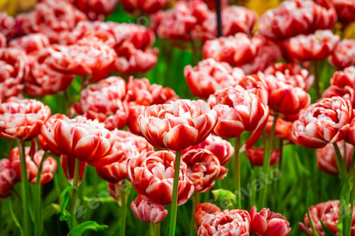 Preview: Floral Tulips Background. Tulip Field