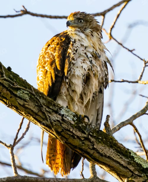 Preview: Vertical shot of a red-tailed hawk sitting in a tree scouring for prey in the morning light