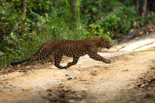 Preview: Leopard in the forest.