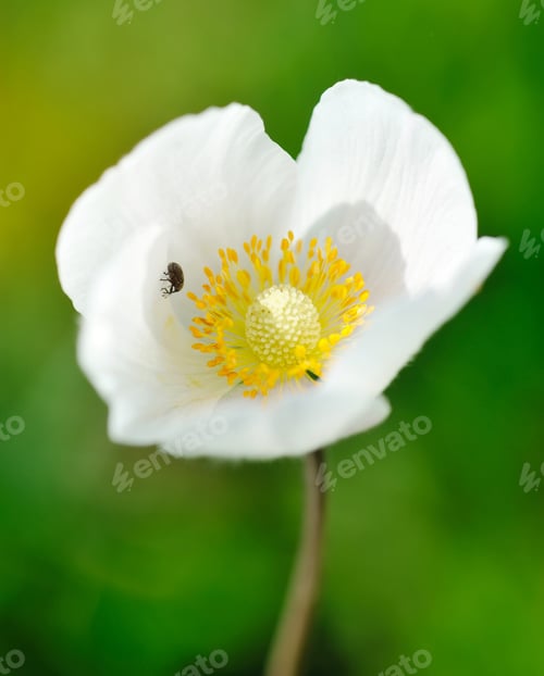 Preview: Anemone sylvestris (snowdrop anemone)