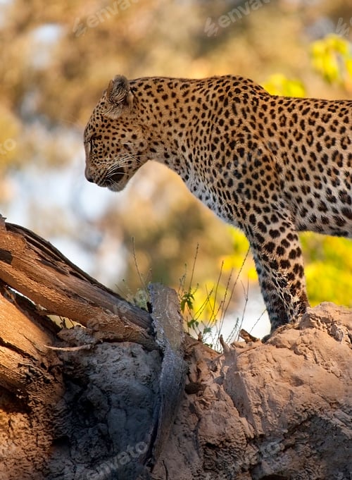 Preview: Leopard - Okavango Delta - Botswana