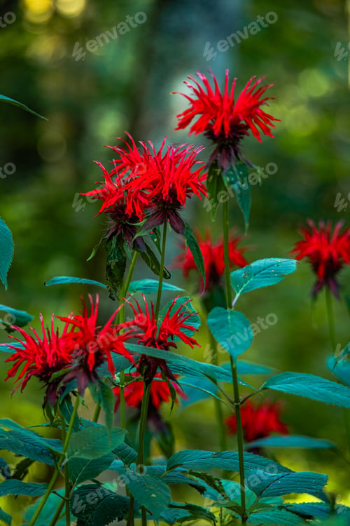 Preview: Wild bee balm in bloom