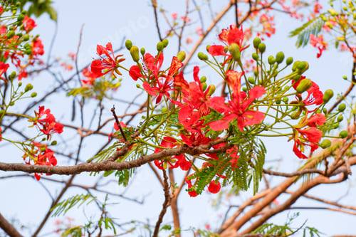 Preview: Selective focus colorful Delonix Regia flower in the sky background.Also called Royal Poinciana, Fla