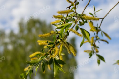 Preview: Blooming white willow branch against the blue sky