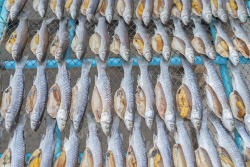 Preview: Row of salted fresh fish drying in local market. Fresh food for cooking or sale. Fishery industry.