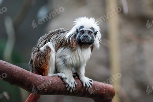 Preview: Black and white color small monkey Oedipus Tamarin in the zoo, seating on the tree and looking in to
