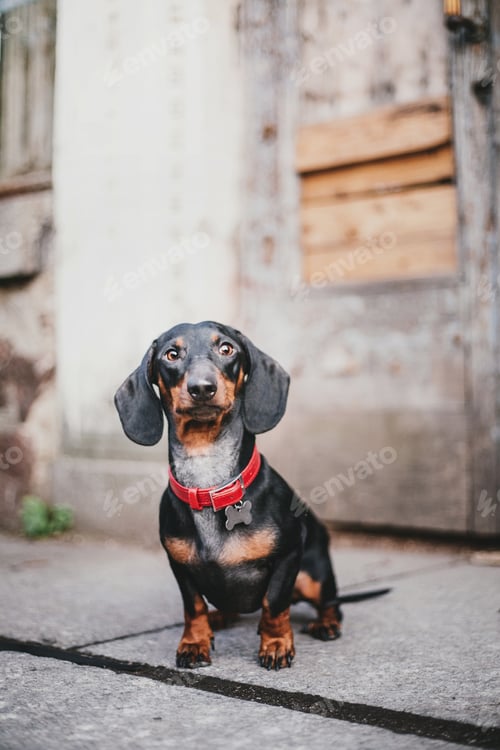Preview: Dachshund dog in park. Cute pets. Small dog