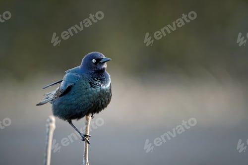 Preview: Closeup shot of a Common grackle sitting on a twig