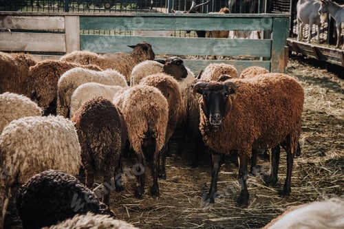 Preview: herd of brown sheep grazing in corral at farm