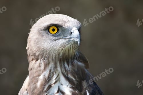 Preview: Closeup shot of an eagle's head on a blurred background