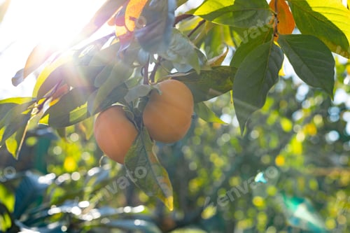 Preview: Ripe orange persimmons fruit with green leaves on tree branches in sunny day