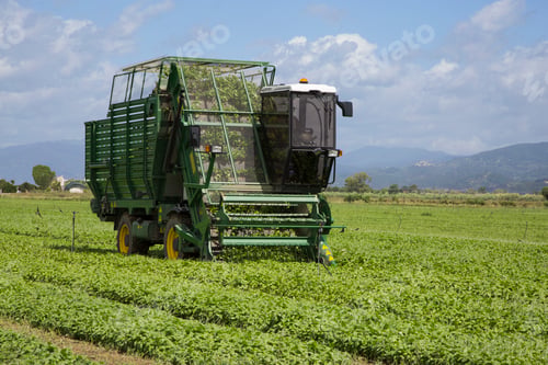 Preview: Harvesting of basil by machine