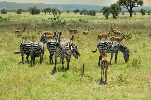 Preview: Zebra and Impala antelopes in African green savanah plain