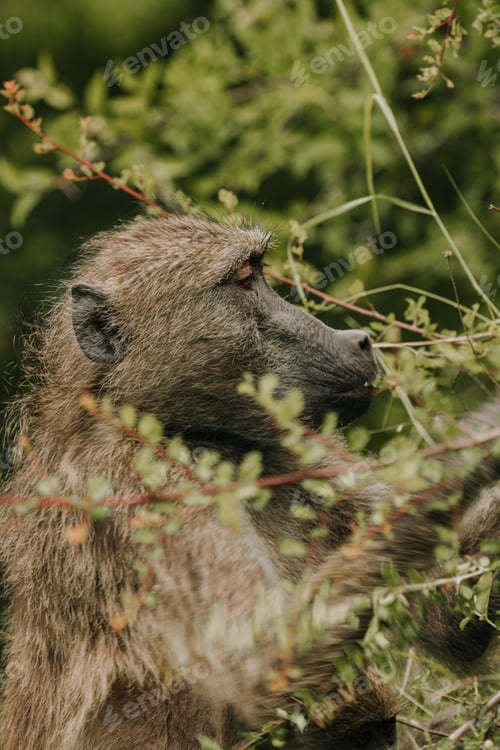 Preview: Baboon in the Kruger national safari park