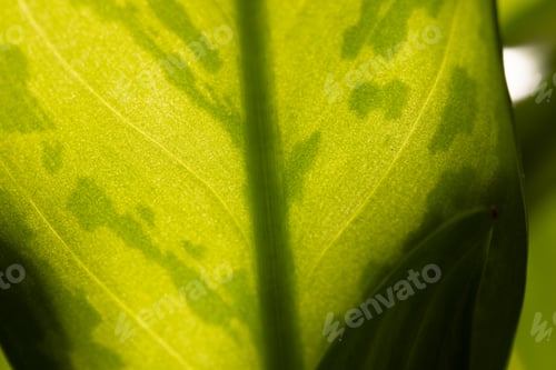 Preview: Micro close up of green leaf and copy space