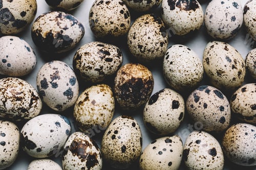 Preview: Group of quail eggs with dark spots laying together