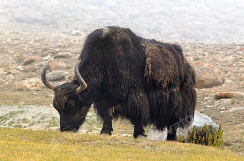Preview: Tibetan yak