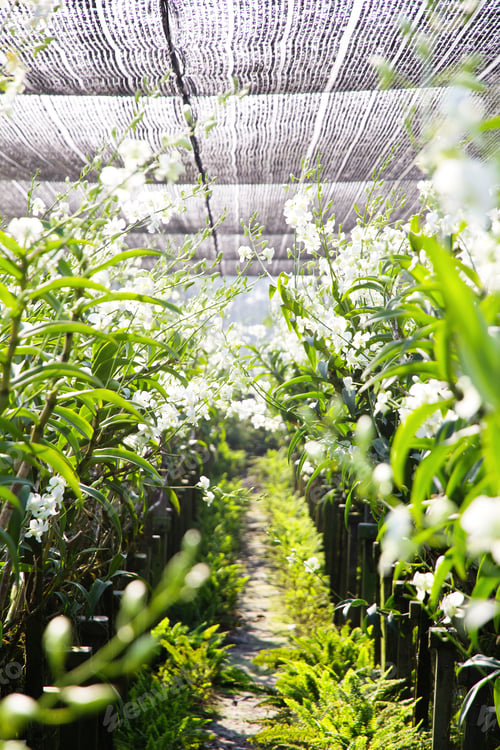Preview: Blooming orchid in the garden
