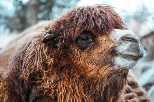 Preview: Little camel