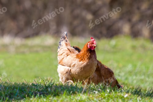 Preview: Big nice beautiful red brown hens feeding outdoors in green meadow with fresh grass