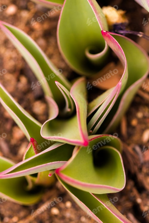 Preview: Tulips