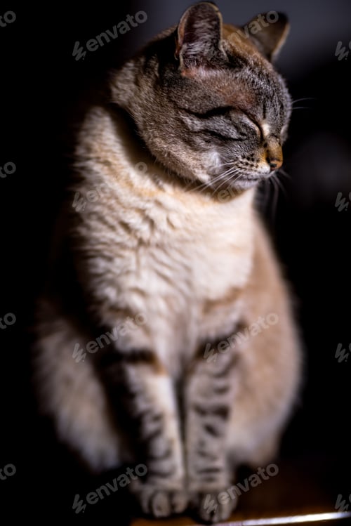 Preview: photography of pets and domestic animals