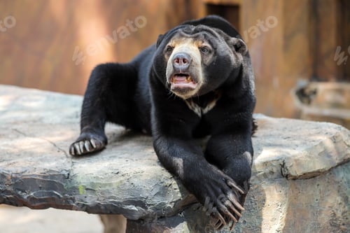 Preview: Asian Sun Bear or Honey Bear Relax on a Rock