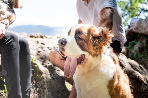 Preview: young couple travelling with dogs at the mountains, St.Bernard dog and yorkshire terrier