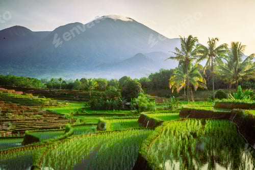 Preview: morning sunrise at paddy fields in north bengkulu asia indonesia, beauty color and sky natural light