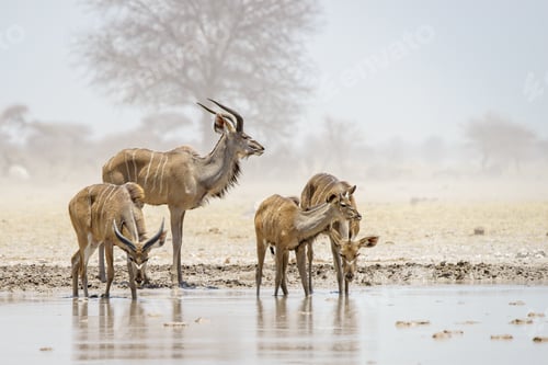 Preview: Kudu's drinken at Nxai Pan, Botswana