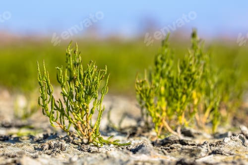 Preview: Edible Common glassworth on saltmarsh