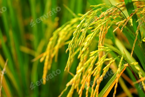 Preview: paddy rice field