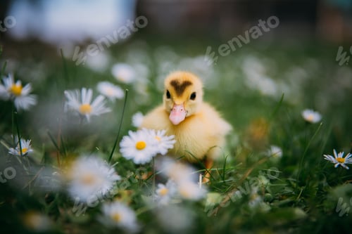 Preview: Baby Duck