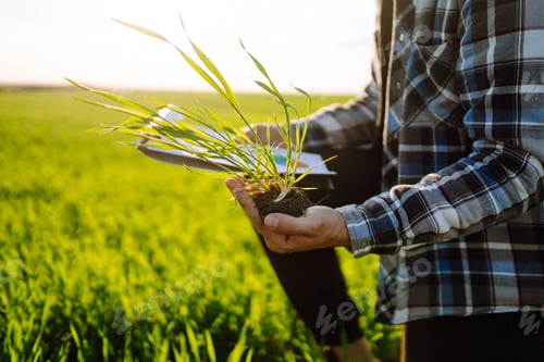 Preview: Hand of expert farmer checking soil health before growth a seed of vegetable. Agriculture, gardening