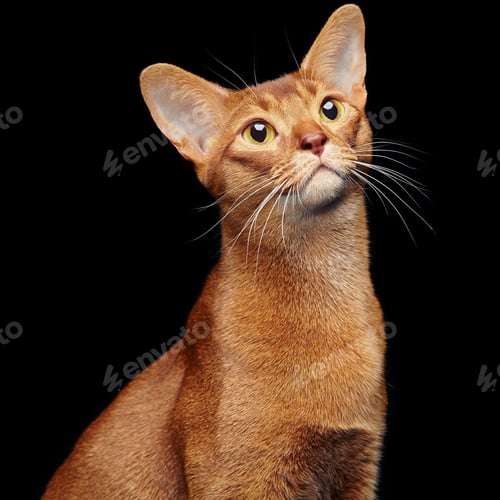 Preview: Portrait of beautiful young abyssinian cat