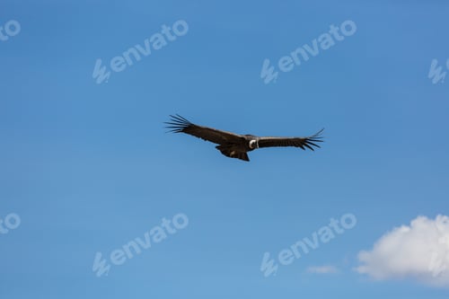 Preview: Condor