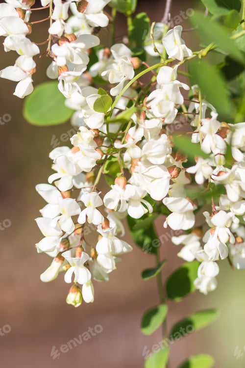 Preview: blooming locust in the garden