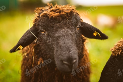 Preview: Brown wool , black-faced sheep grazing on a meadow in a herd. Farm with sheep concept