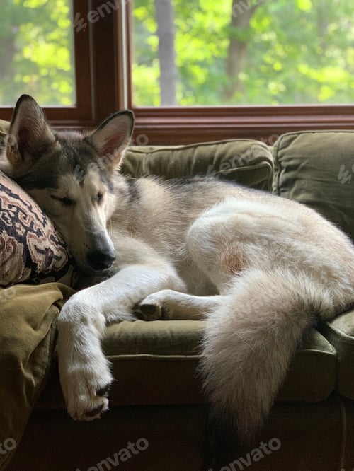 Preview: Vertical shot of an adorable Alaskan Malamute resting on a sofa