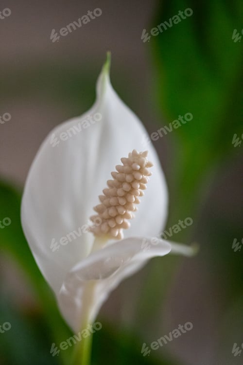 Preview: White spathiphyllum flower