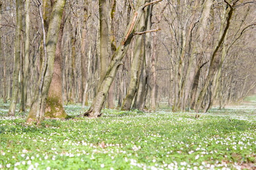 Preview: charming forest