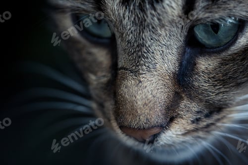 Preview: Portrait of blue-eyed cat