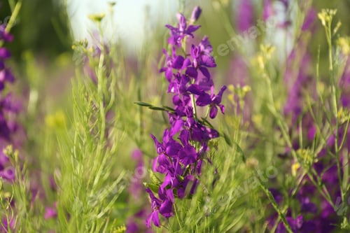 Preview: Beautiful wild flowers outdoors on sunny day, closeup. Amazing nature in summer
