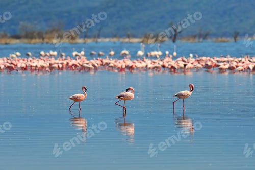 Preview: Flock of flamingos