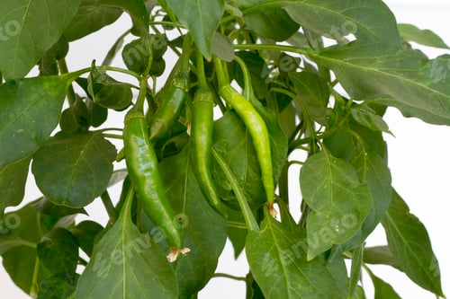 Preview: Green fresh pepper field, agriculture. Natural farm photo.