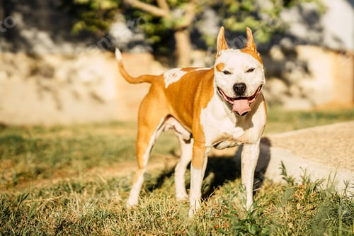 Preview: Tired dangerous breed dog with its tongue sticking out standing on a park