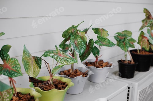 Preview: Plant in pot