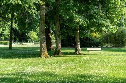 Preview: Serene park scene with a white bench under the shade of large trees on a sunny day