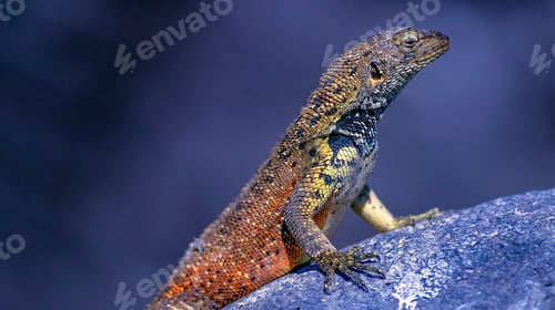 Preview: Galápagos Lava Lizard, Galápagos National Park